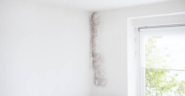 Best Biohazard Mold Removal  in Bay Point, CA