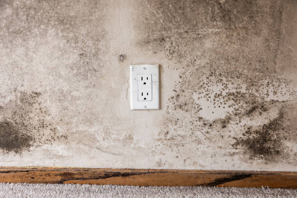 Best Commercial Mold Inspection  in Bay Point, CA